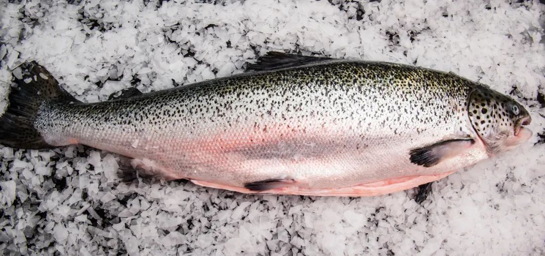 BioMar“2023年度智利十佳三文魚養(yǎng)殖場(chǎng)”頒獎(jiǎng)，Australis載譽(yù)而歸！